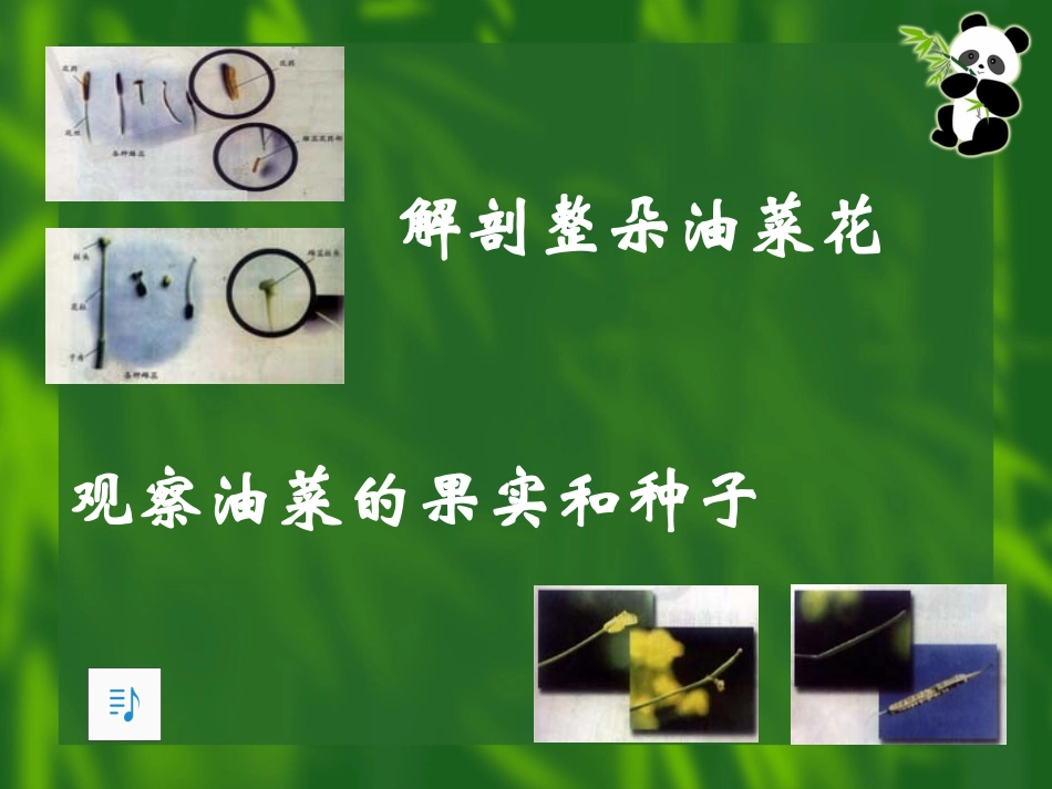 开花了，结果了_第3页