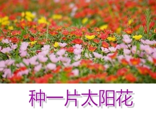 种一片太阳花