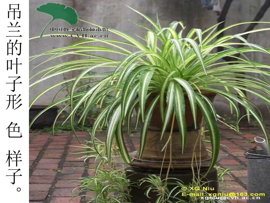 植物作文吊兰_第3页