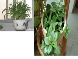 植物作文吊兰