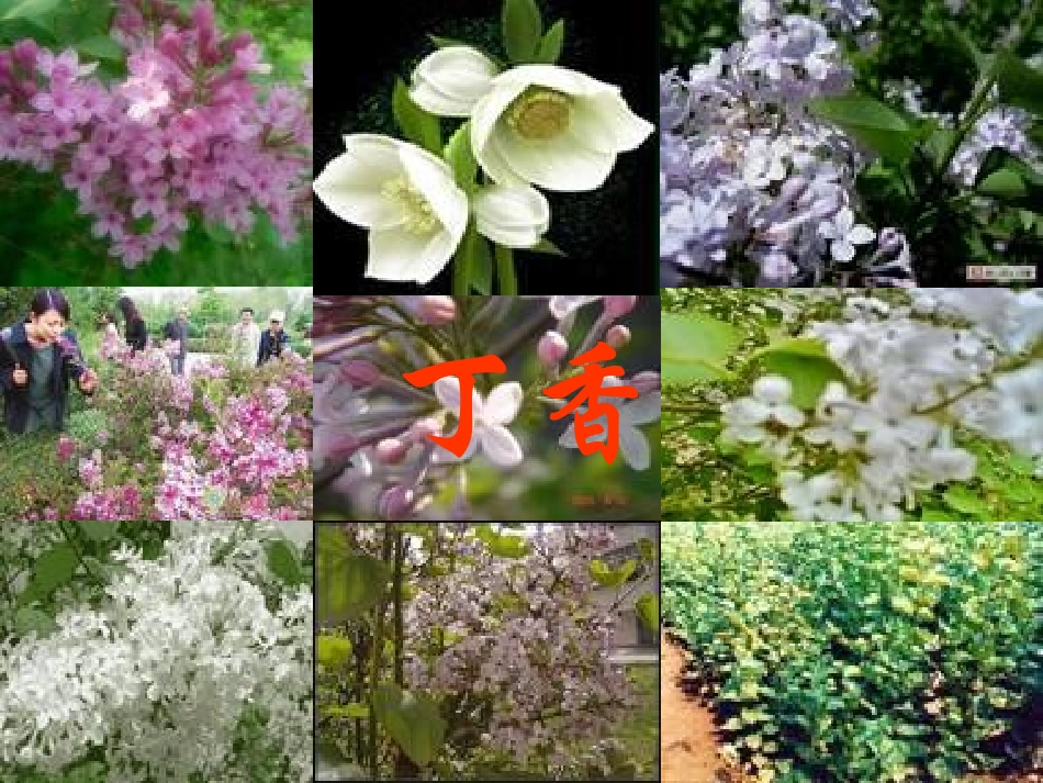 寻找幸运花瓣_第3页