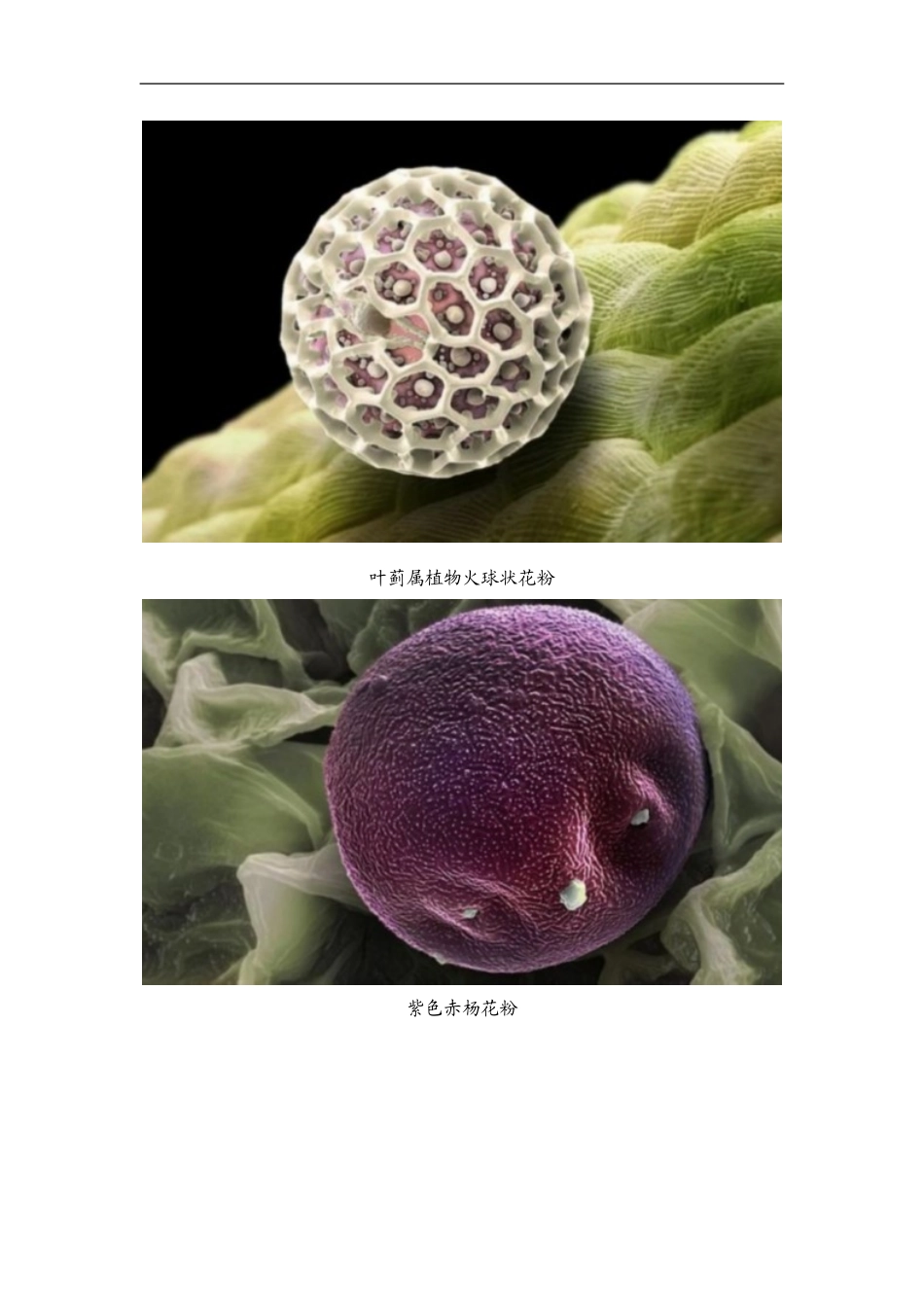 显微镜下的花粉_第2页