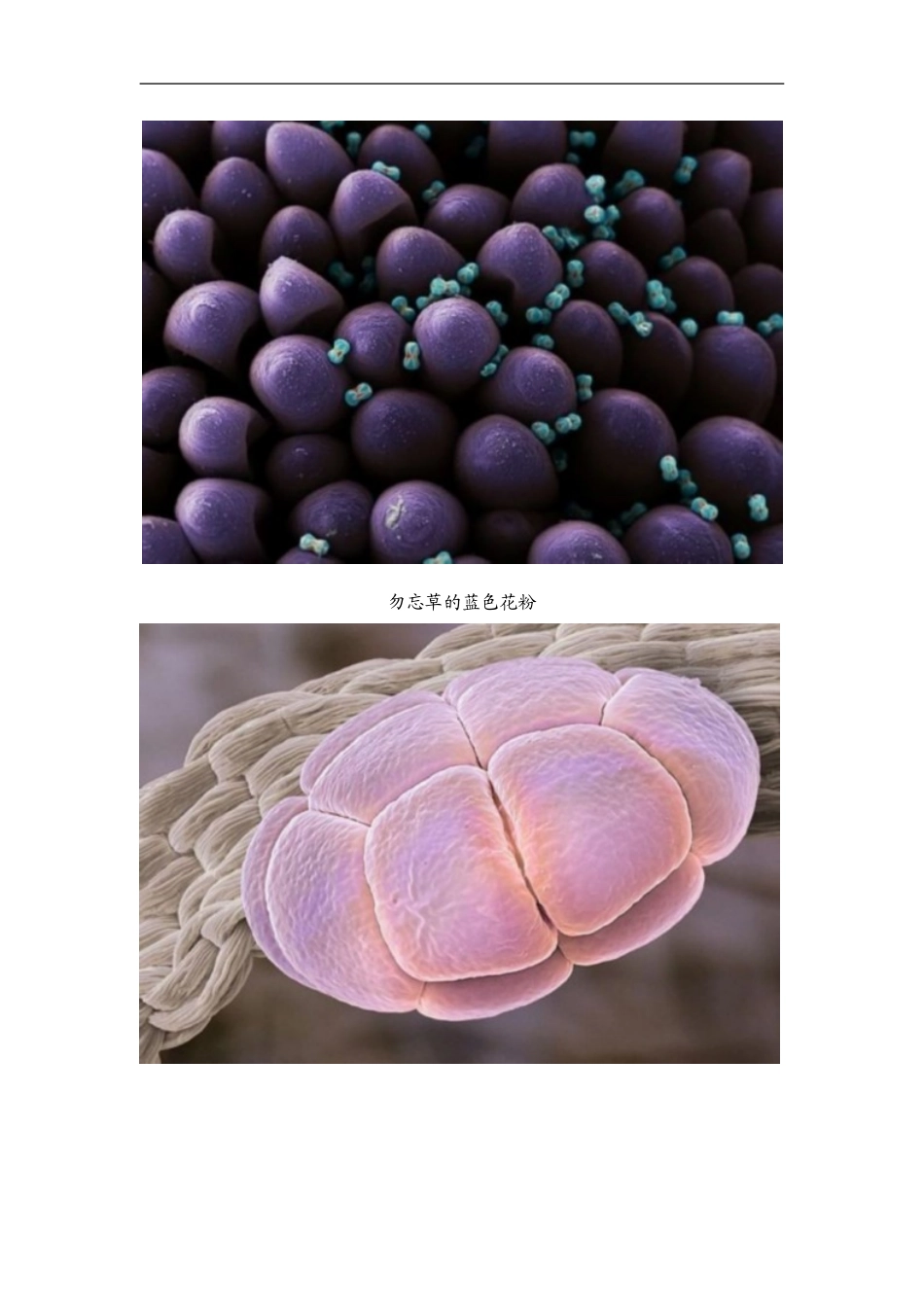 显微镜下的花粉_第3页