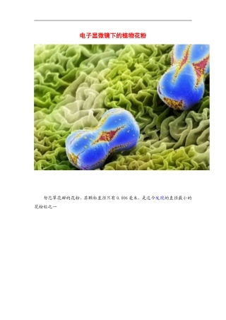 显微镜下的花粉