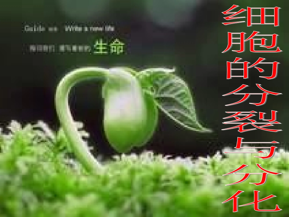 细胞分裂与分化_第1页