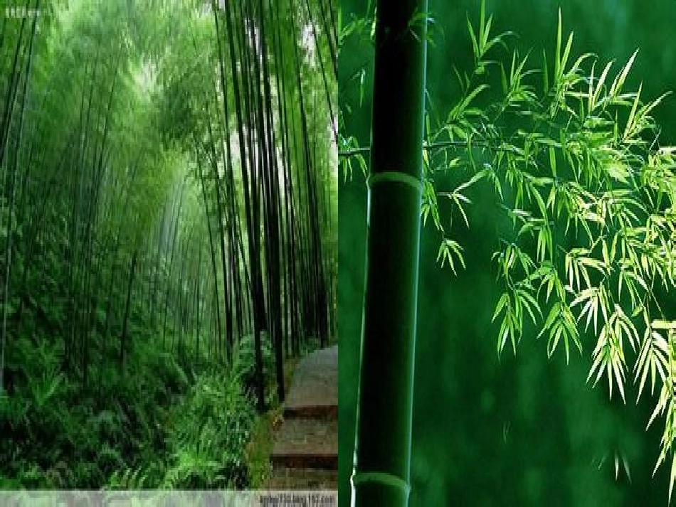 课件墨竹如人_第2页