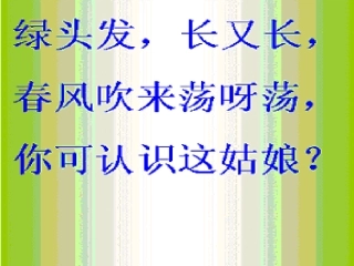 小柳树和小枣树