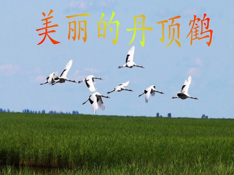 美丽的丹顶鹤_第1页