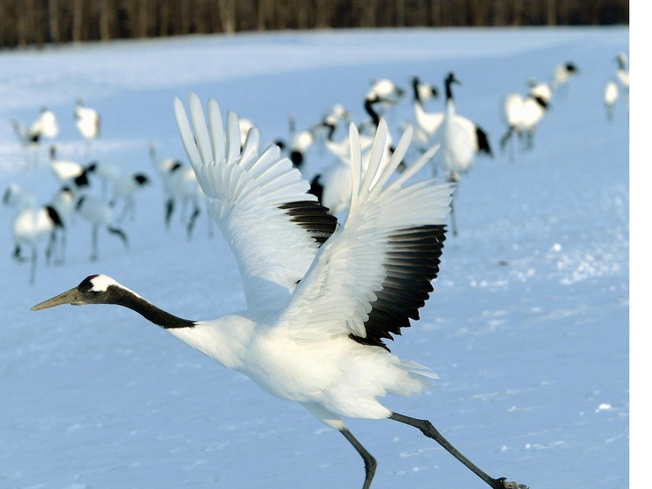 美丽的丹顶鹤_第3页