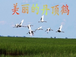 美丽的丹顶鹤