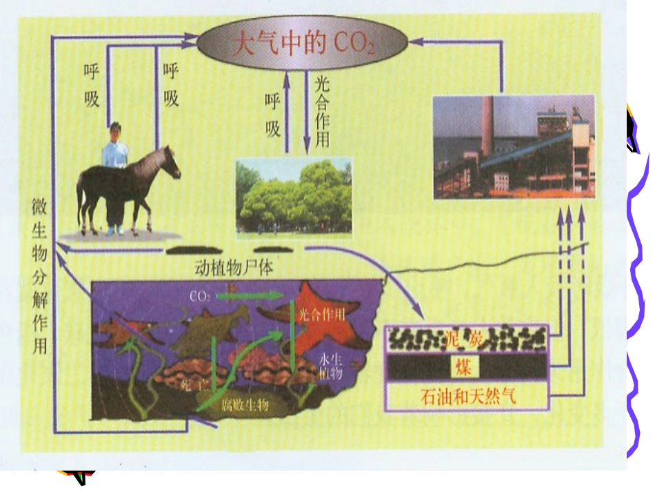 奇妙的二氧化碳_第3页