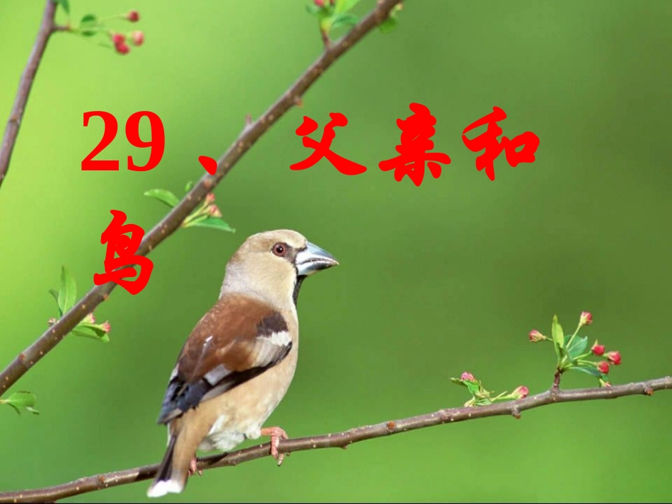 父亲和鸟 (2)_第1页