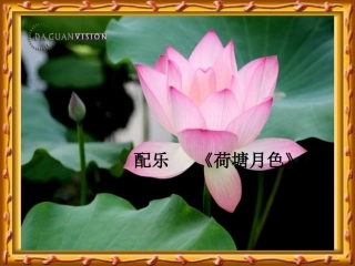 荷叶圆圆 (4)