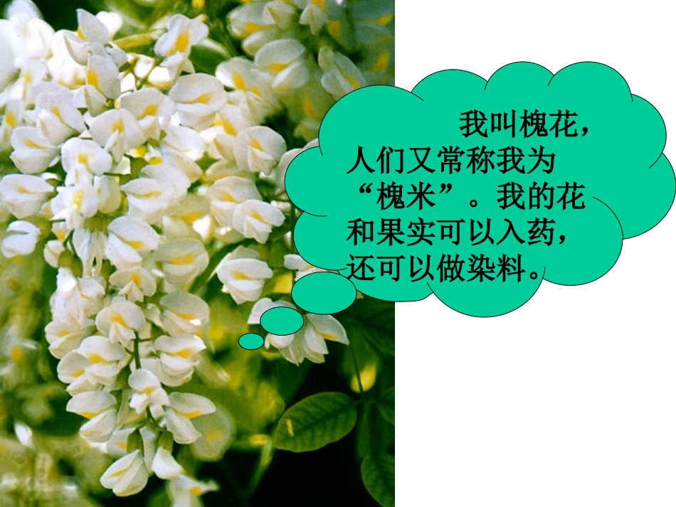 槐乡的孩子正稿_第2页