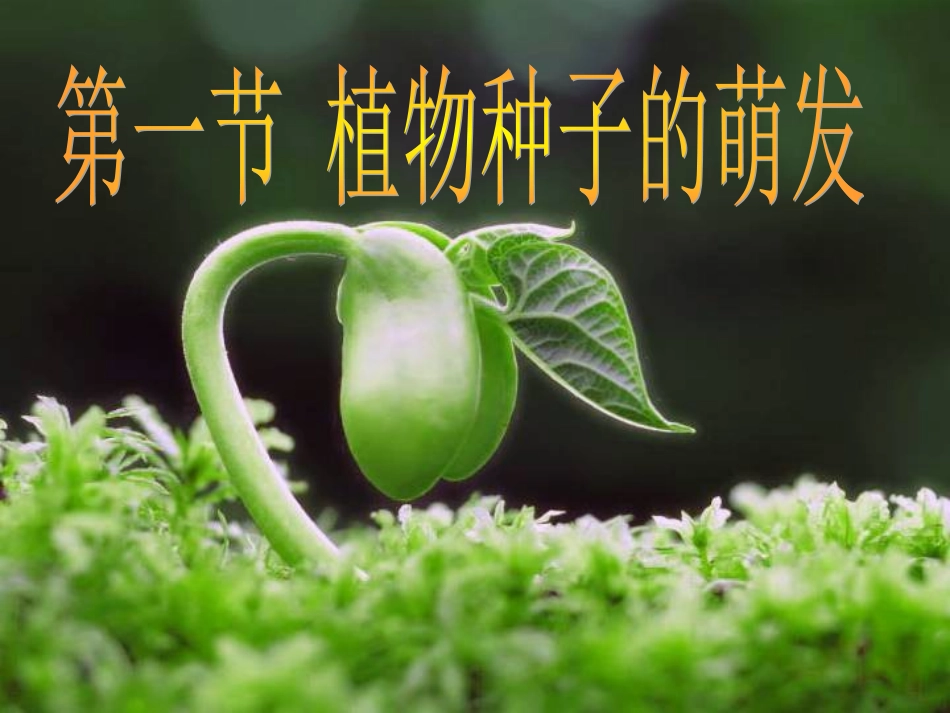 植物种子的萌发_第2页