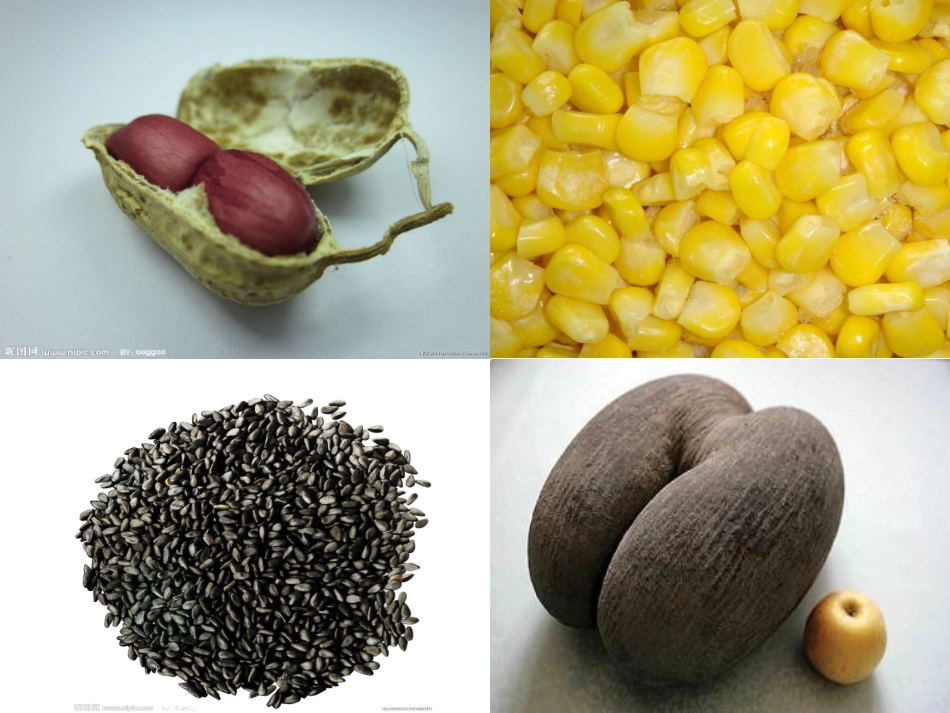 植物种子的萌发_第3页