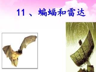 蝙蝠和雷达课件