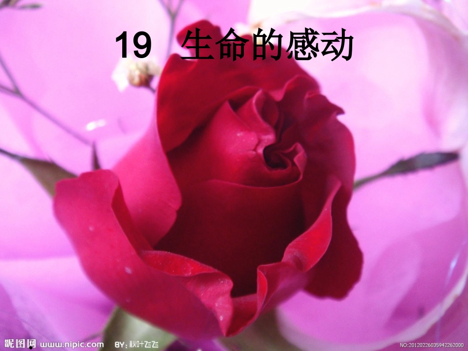 生命的感动上课_第1页