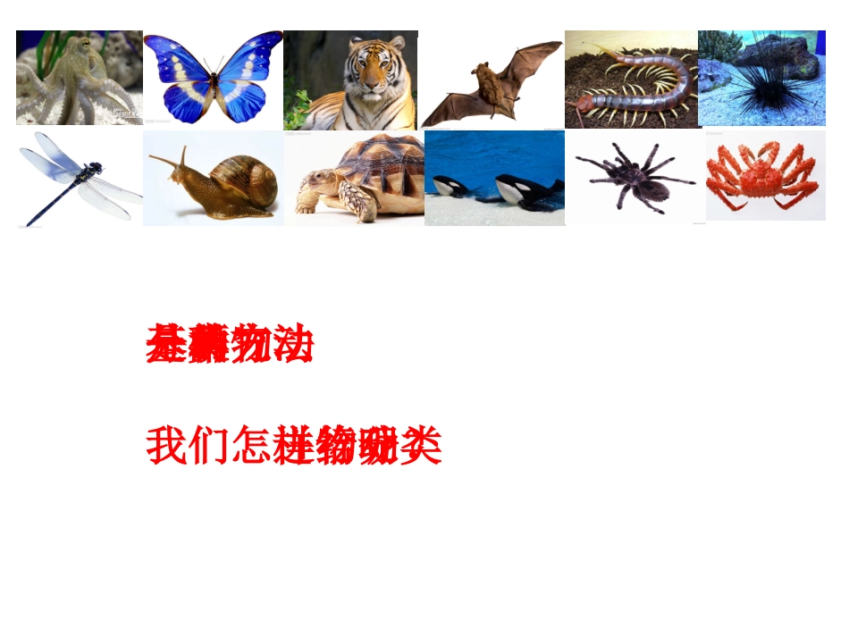 种类繁多的动物_第2页