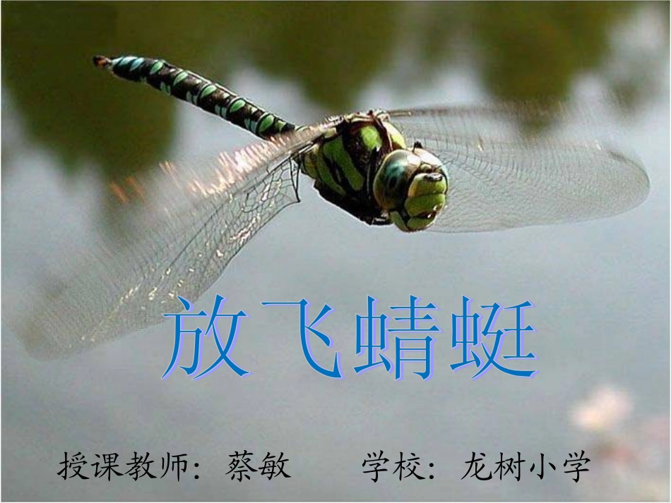 放飞蜻蜓修改后_第1页