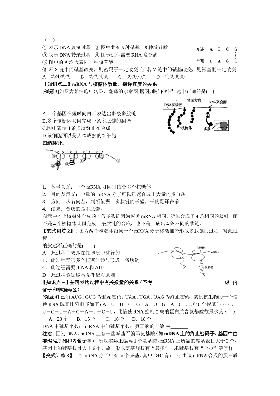 基因的表达--一轮复习学案_第3页