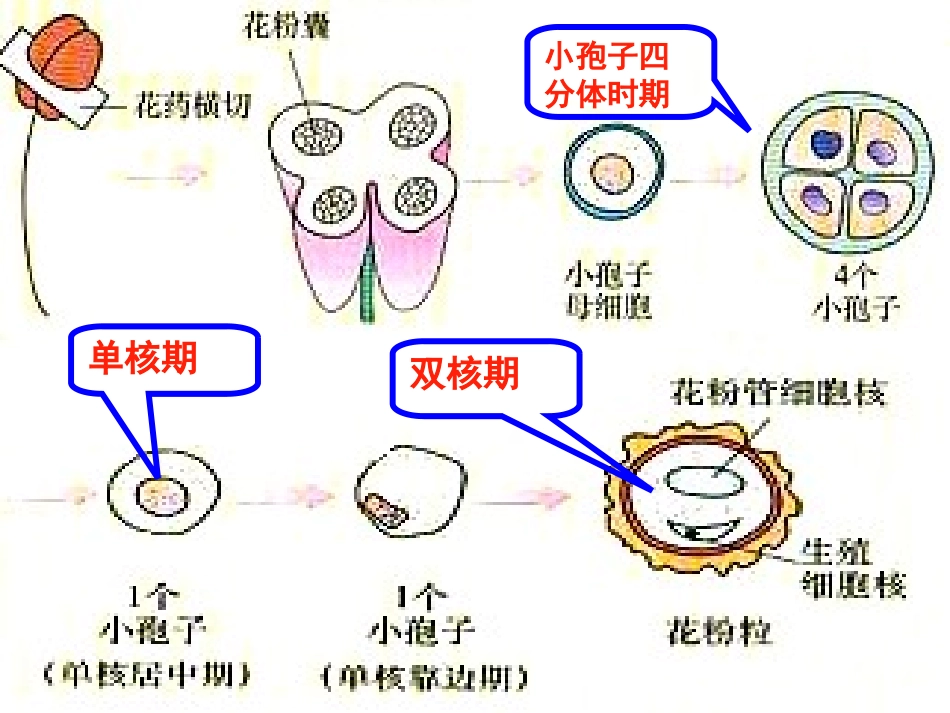课题2-月季的花药培养_第3页