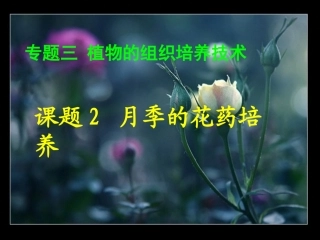 课题2-月季的花药培养