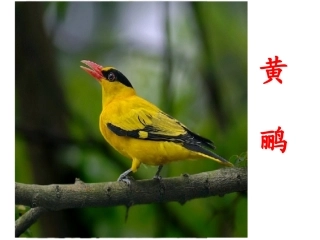 绝句(两个黄鹂鸣翠柳)