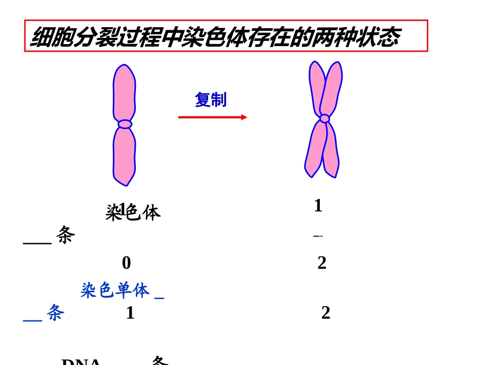 第一节细胞的增殖-(7)_第3页