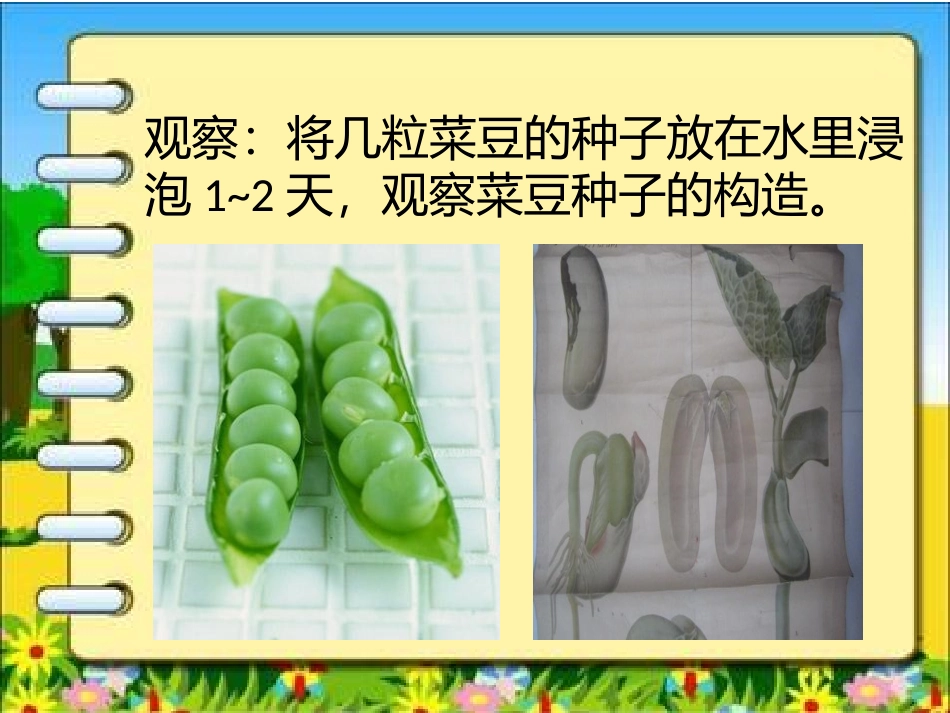 《种子的构造》课件_第3页