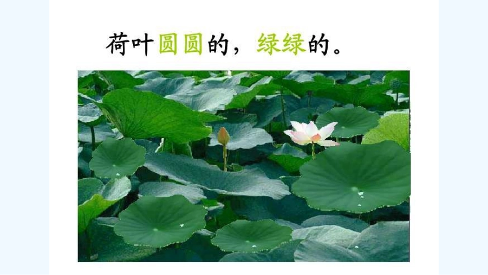 (部编)人教语文2011课标版一年级下册《荷叶圆圆》课件设计_第2页