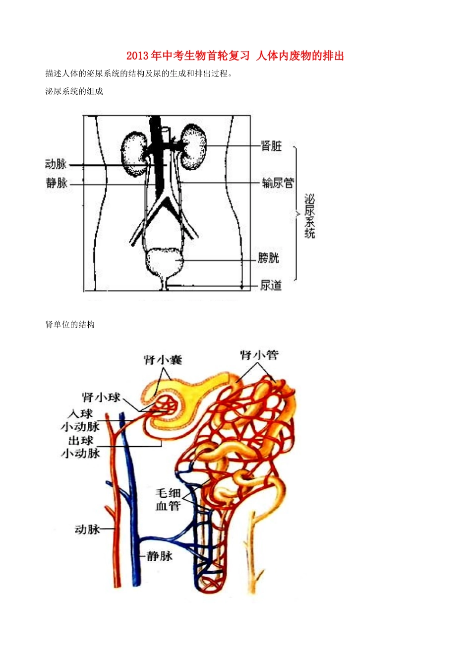 中考生物首轮复习 人体内废物的排出试卷_第1页