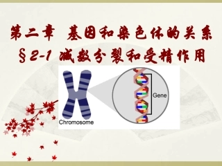 二染色体在减数分裂中的行为