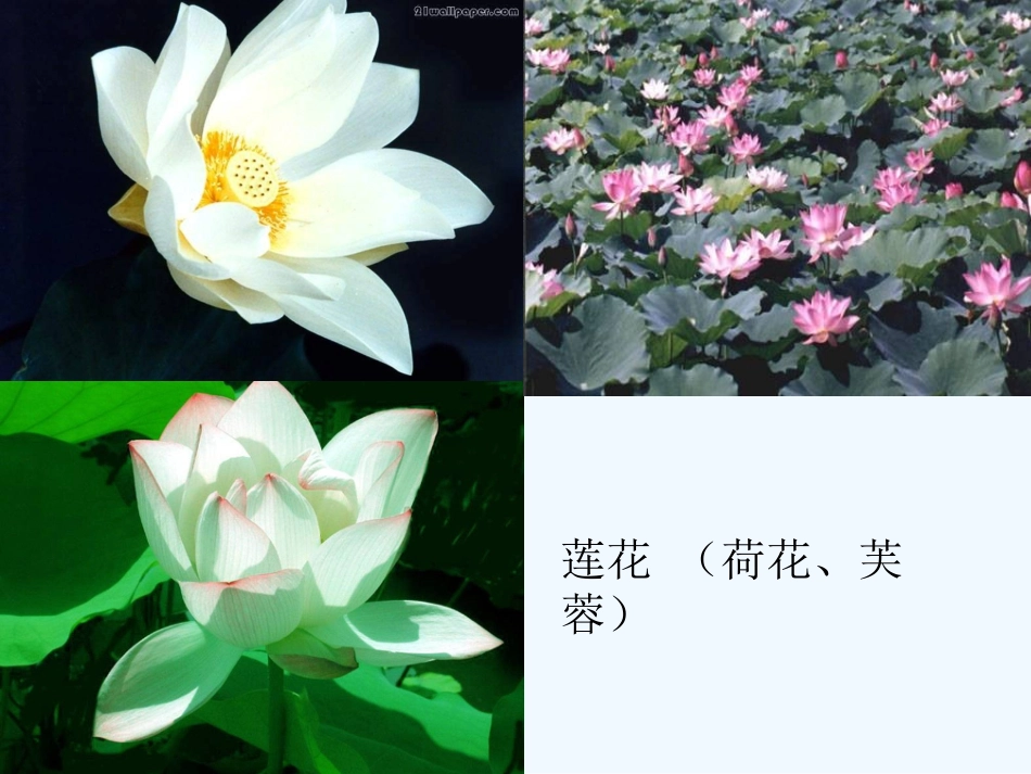 (部编)初中语文人教2011课标版七年级下册《爱莲所》课件_第1页