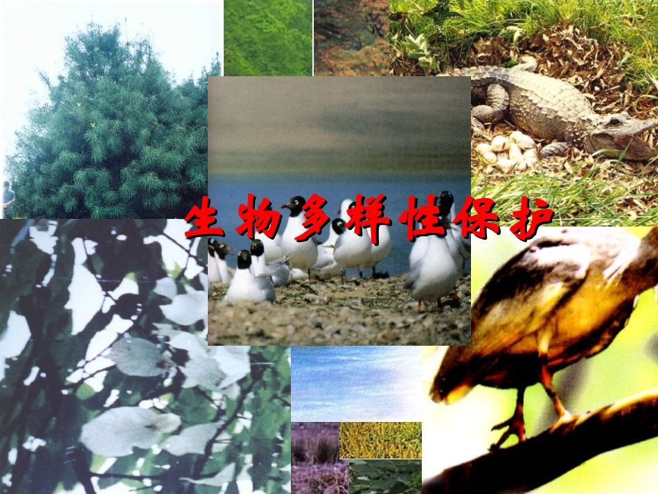 第四节生物多样性保护-(8)_第1页