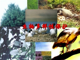 第四节生物多样性保护-(8)