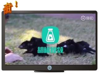 10.3澳大利亚──大洋洲面积最大的国家