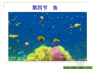 5.1.4鱼