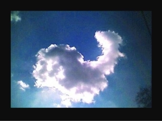 第6课能“变化”的蔬果