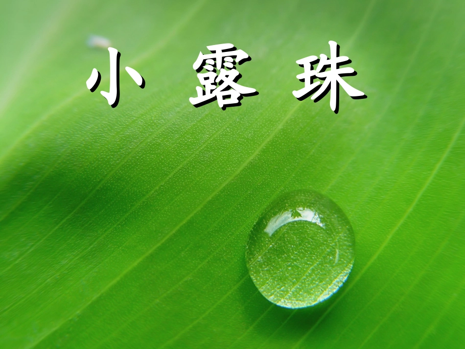 小露珠ppt_第1页