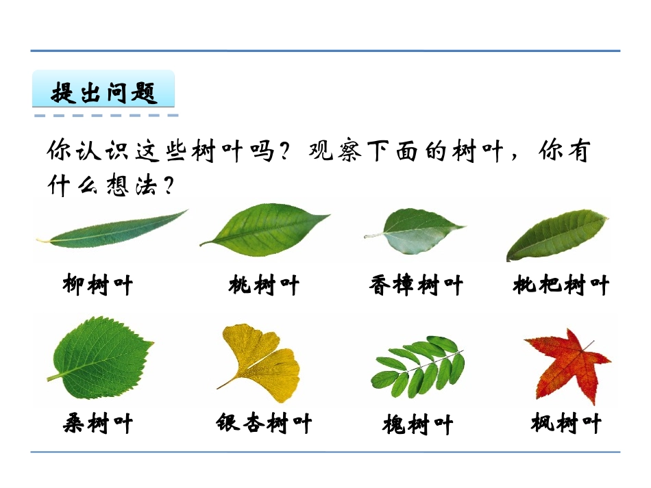 3.10-树叶中的比_第3页