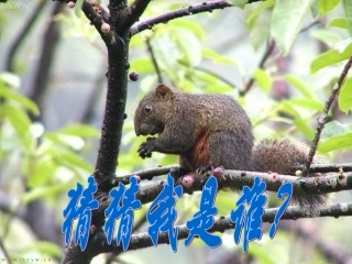 苏教版七年级语文下《松鼠》