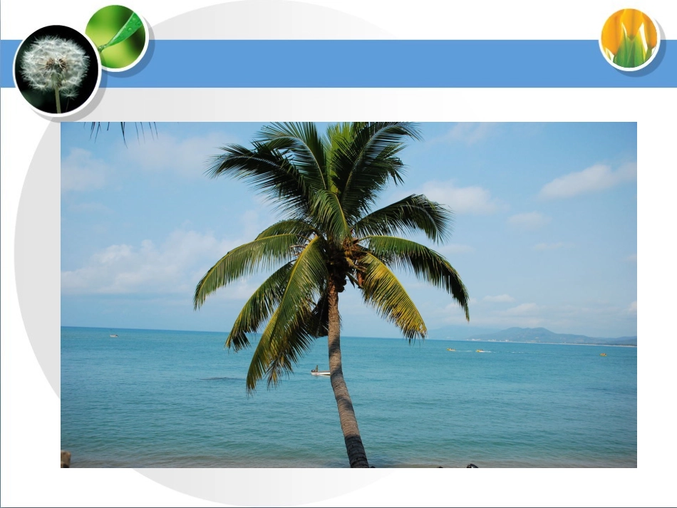 种子结构ppt_第2页