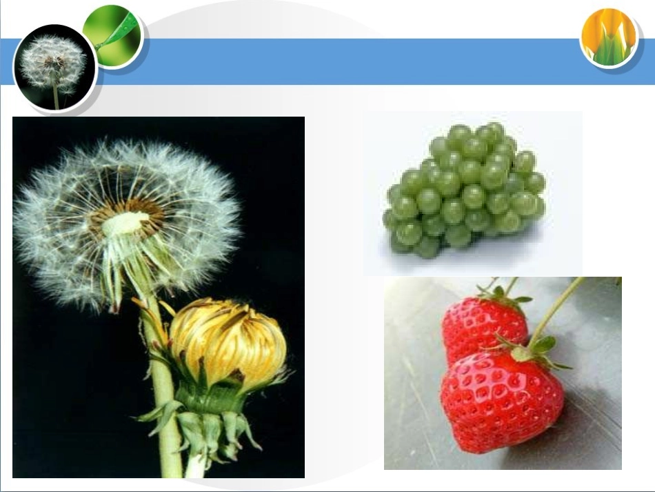 种子结构ppt_第3页