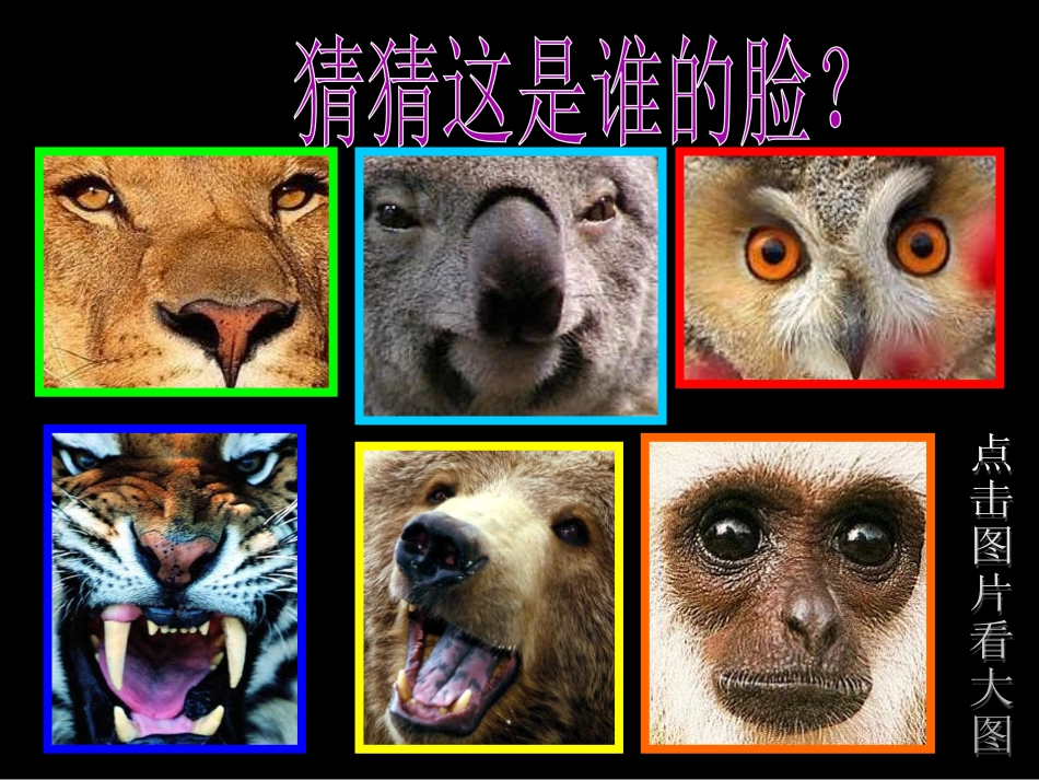 《动物的脸》课件2_第2页