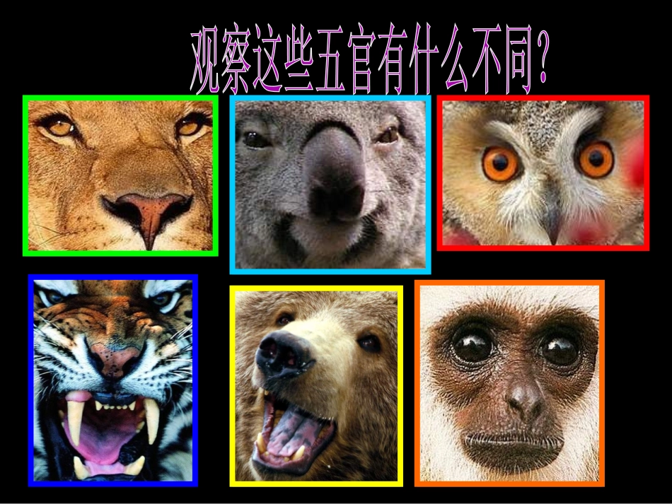 《动物的脸》课件2_第3页