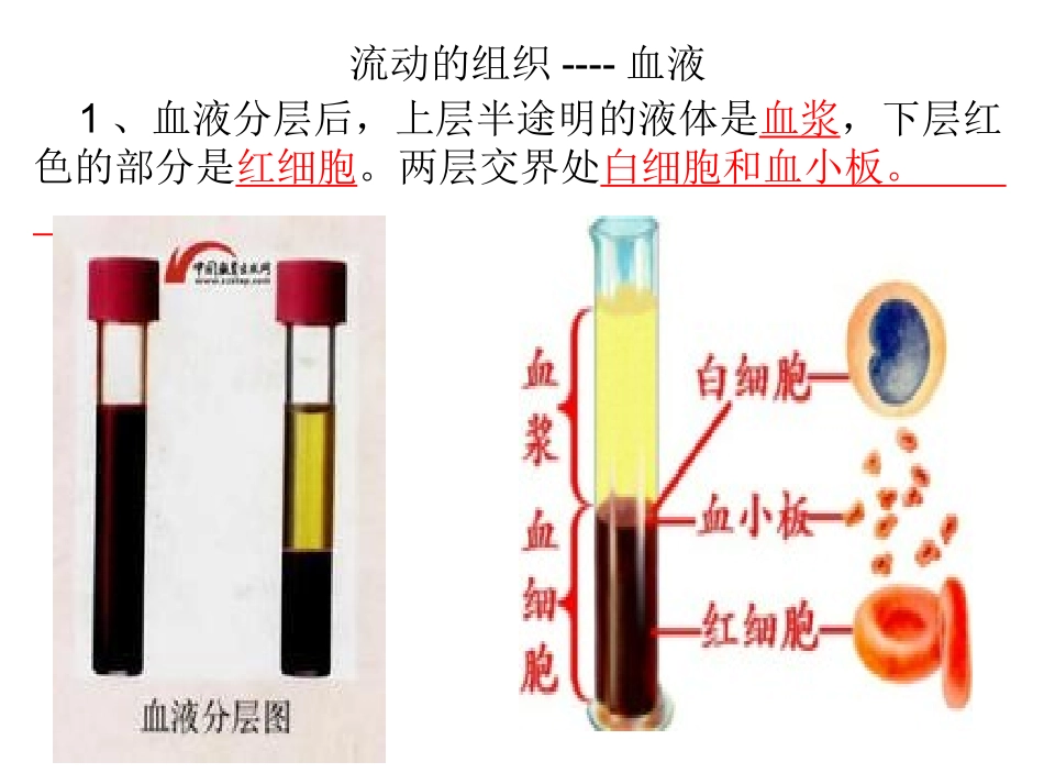 第一节流动的组织——血液_第1页