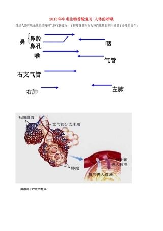 中考生物首轮复习 人体的呼吸试卷