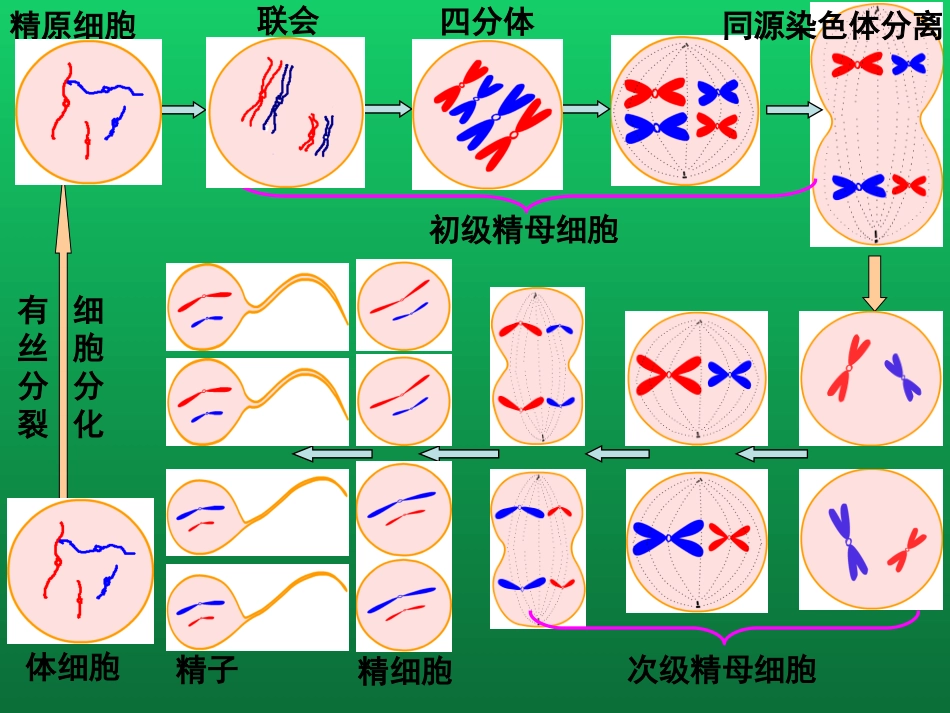 科学·技术·社会-基因治疗_第2页