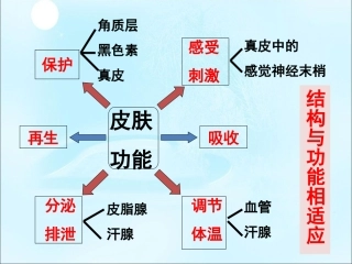 皮肤的功能-1-2
